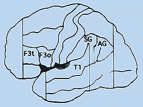 Brain Illustration