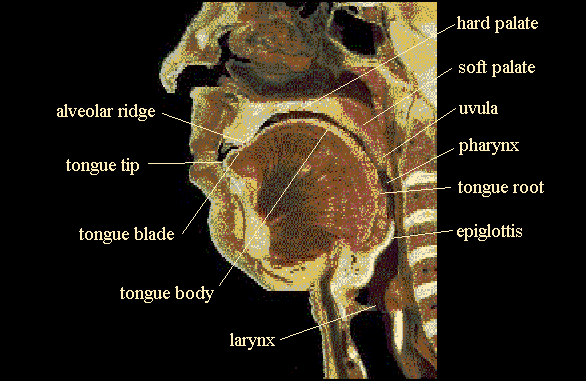 發聲 腔 道 cavities of the <b>vocal tract</b>